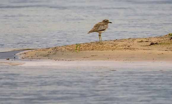 Water Thick-knee
