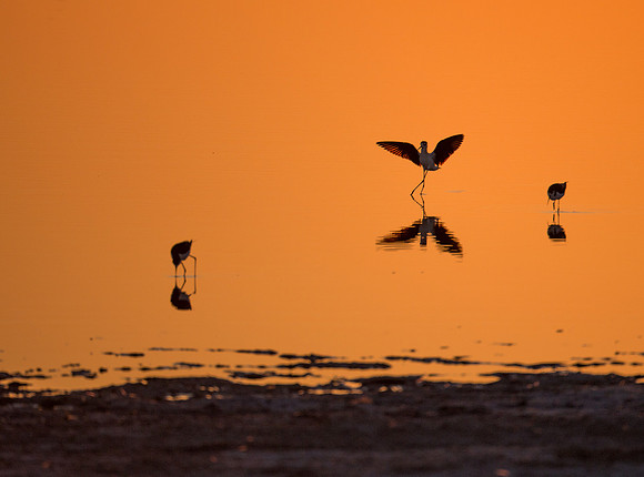 Black-necked Stilt