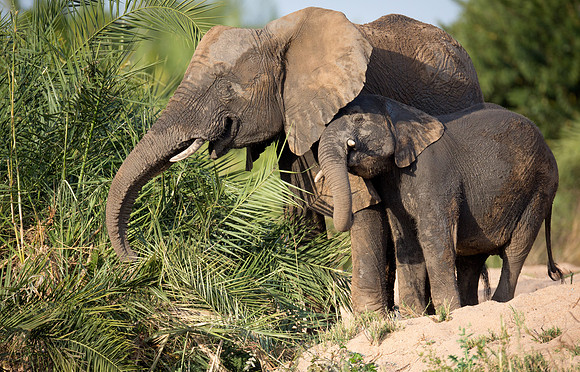 Mother and calf enjoy bites of palm