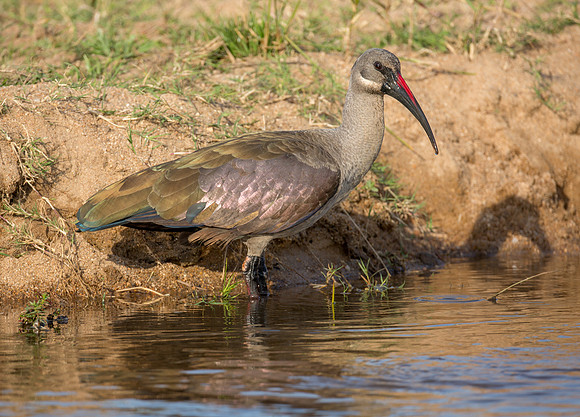 Hadadah Ibis