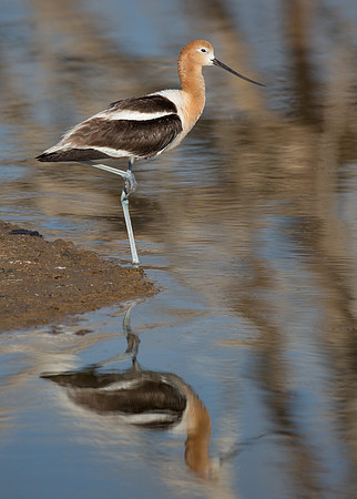 American Avocet
