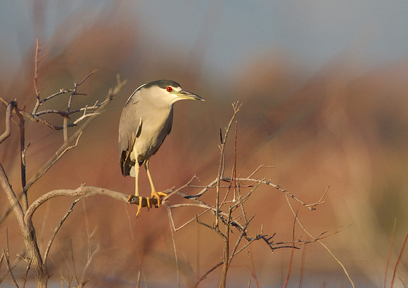 Black-crowned Night Heron