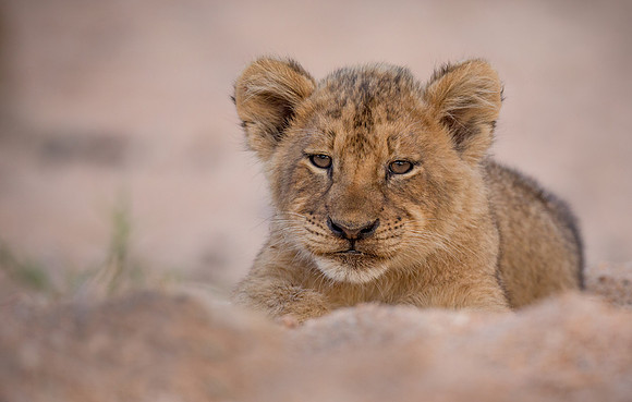 Lion Cub
