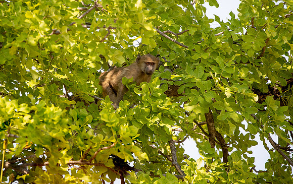 Baboon looking for flower nectar of the sausage tree