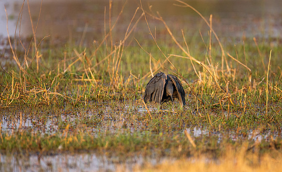 Black Egret fishes by forming an umbrella...