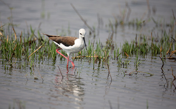 Black-winged Stilt