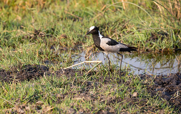 Blacksmith Lapwing named for it's call like a hammer on an anvil