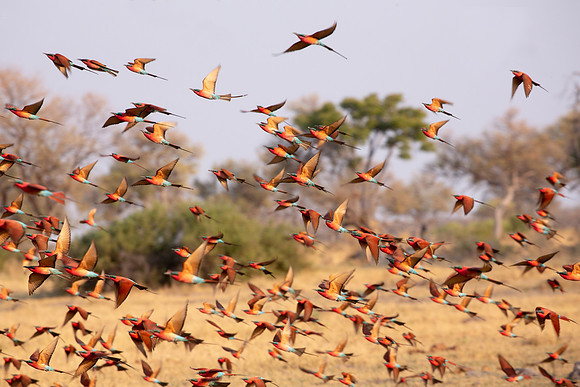 A morning at the marsh.  Carmine Bee Eater blast off