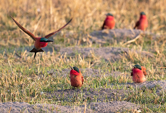 Nesting colony of Carmine Bee Eaters