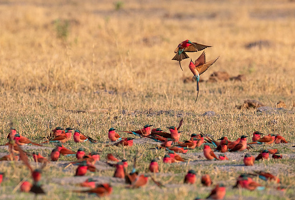 Display mating rituals above the colony