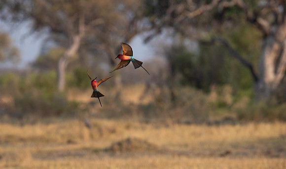 Mating display
