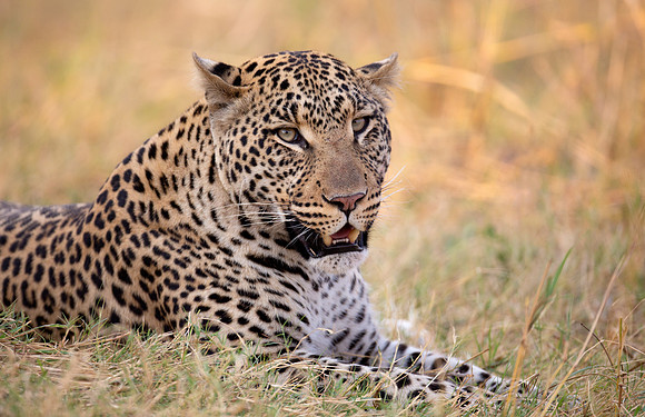 Leopard resting in the evening light