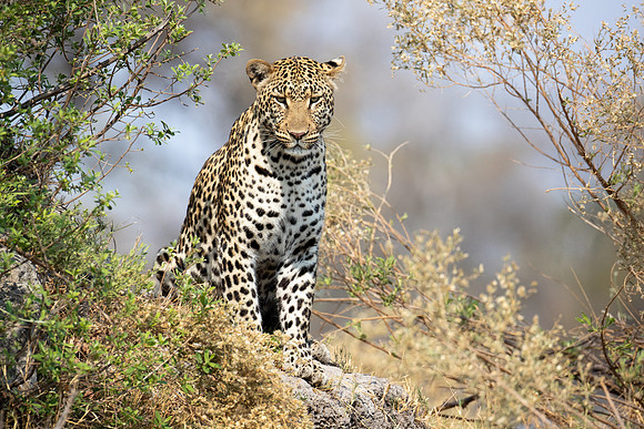 Leopard keeping guard on a recent kill