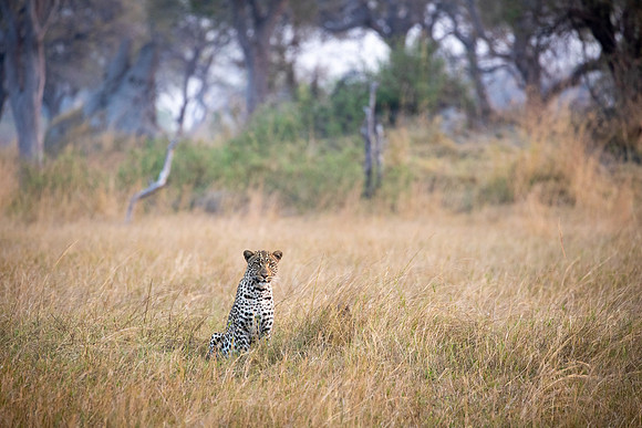 Leopards live a solitary life