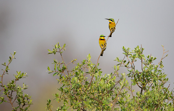 Little Bee Eaters