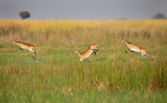 Red Lechwe jump through water to escape danger