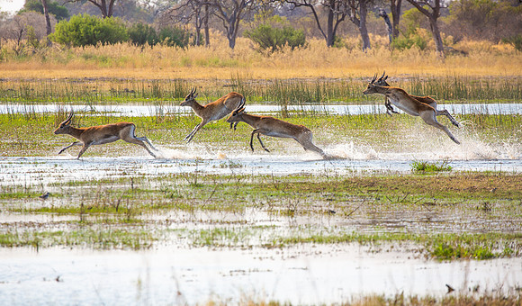 Red Lechwe run to safer ground