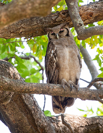 Giant Eagle Owl keeps an eye on the activity below