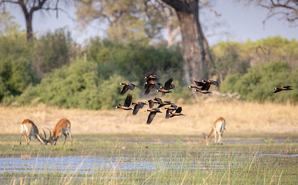 White-faced Whistling Ducks fly over bucks jousting