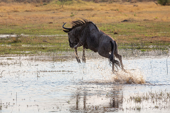 Wildebeest jumping to dry ground...