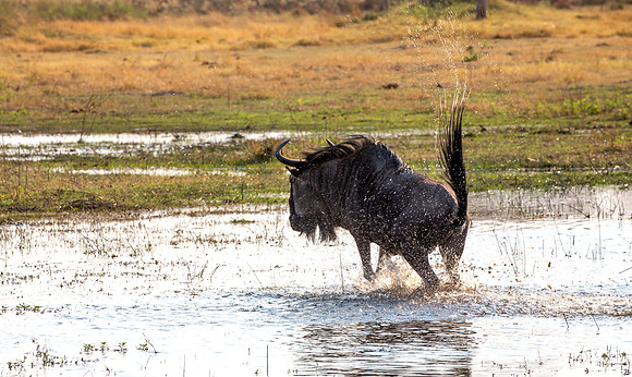 ... as tail and water fly