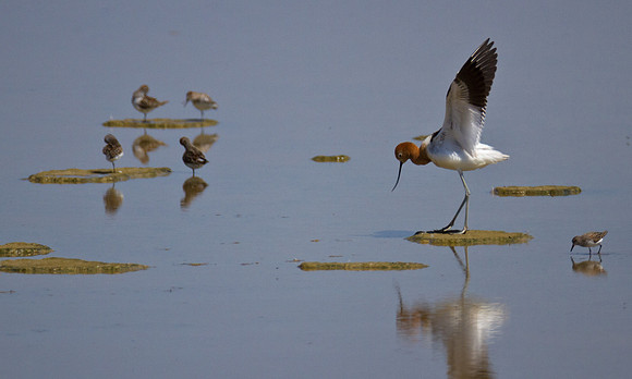 American Avocet
