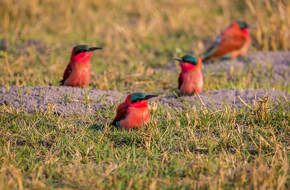 Carmine Bee Eaters