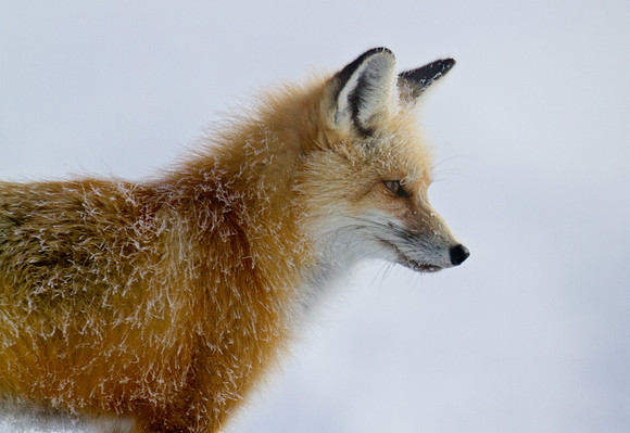 Red Fox - morning frost