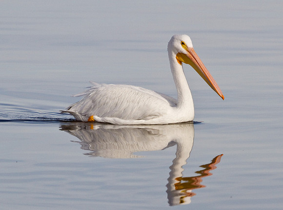American White Pelican