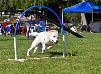 Dog Agility Trial  Sylmar 2012