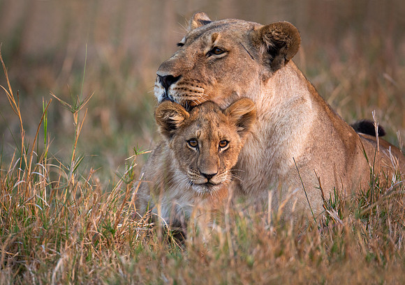 Lion cub cuddling with Lioness