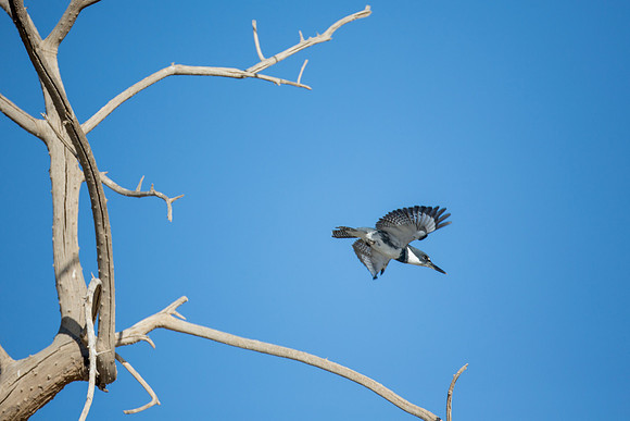 Belted Kingfisher