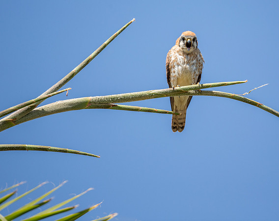 American Kestrel