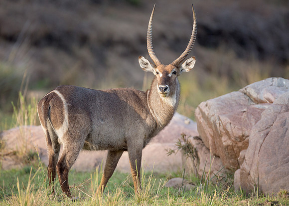 Waterbuck grazing near the river