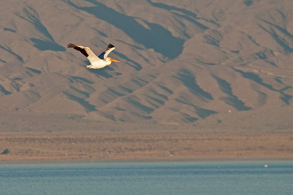 American White Pelican