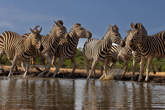 Zebras are spooked by the elephant's arrival