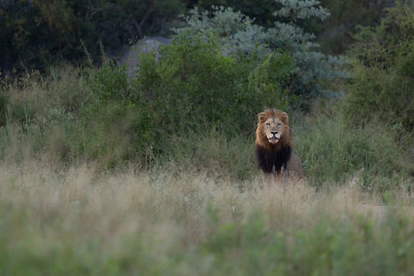 Normally on patrol they roar loudly to keep in touch with the pride