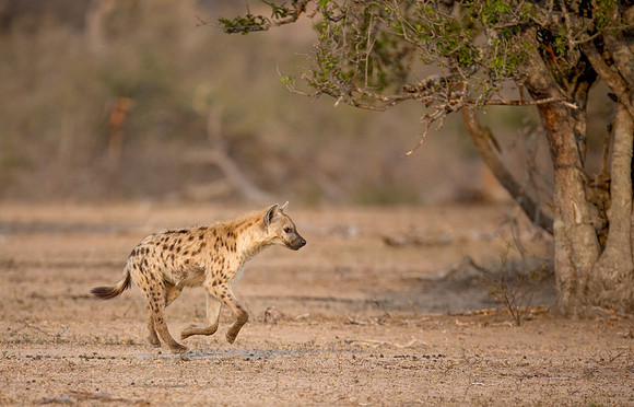 Spotted Hyena