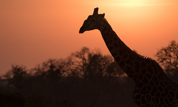 Giraffe in the morning light