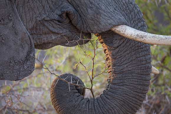 Elephant in the acacias