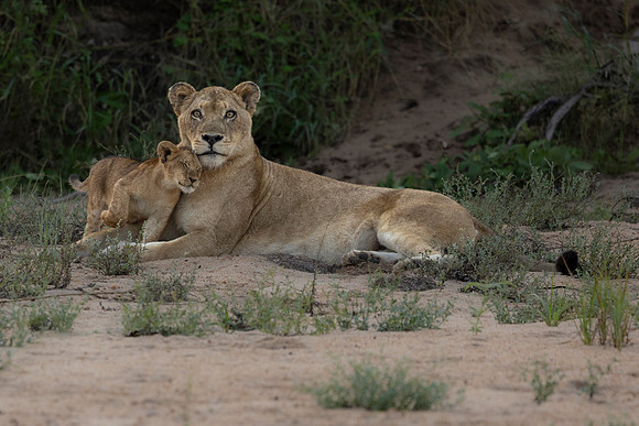 Females care for the cubs