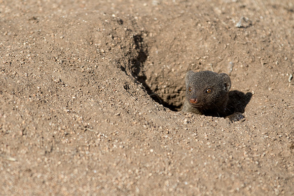 Dwarf Mongoose