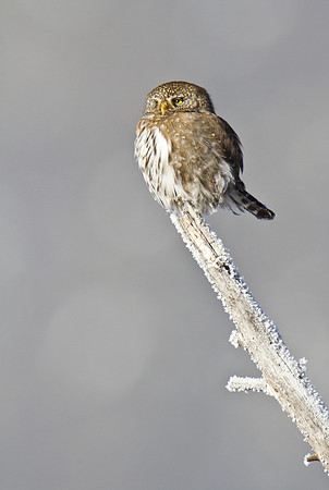 Northern Pygmy Owl