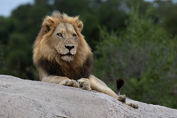 One of two brothers who protect the pride