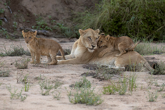 Females are mostly patient with their antics