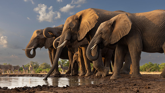 Elephants arrive ealry