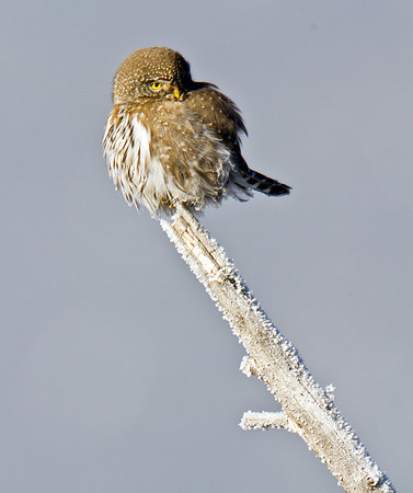 Northern Pygmy Owl