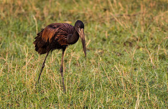 Open-billed Stork