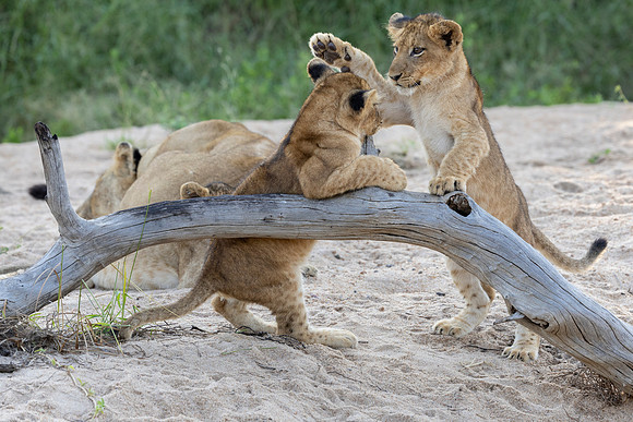 Rambunctious cubs play most of the day