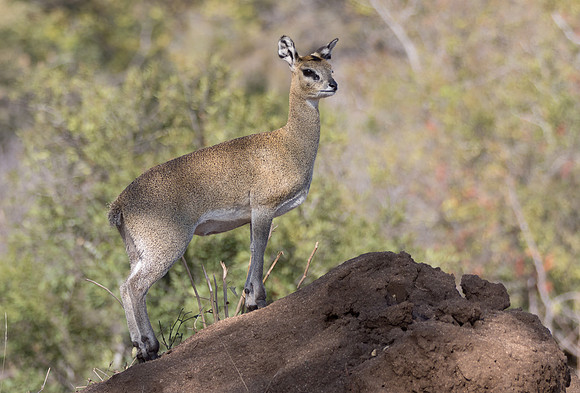 Klipspringer